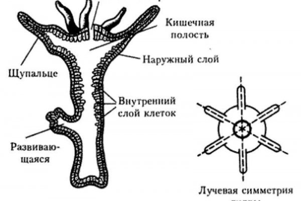 Сайты даркнета